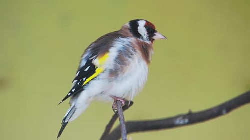 Europäischer Stieglitz oder Stieglitz, Carduelis Carduelis. Kleiner Sperlingsvogel.