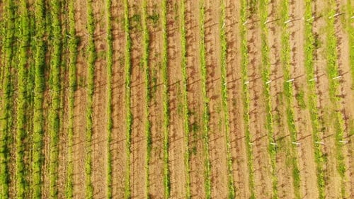 Aerial Drone View Over Vineyards Towards Agricultural Fields