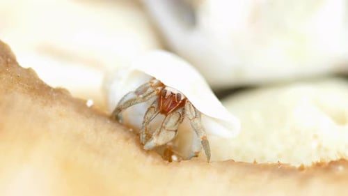 Tiny Hermit Crab Eat
