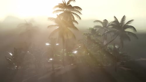 Coco Palm Trees Tropical Landscape
