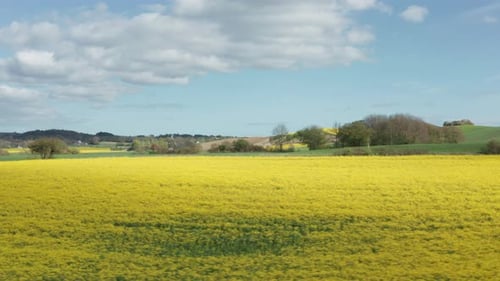 Panning Aerial Shot of Canola Farmlands and Mountain Ranges From Afar
