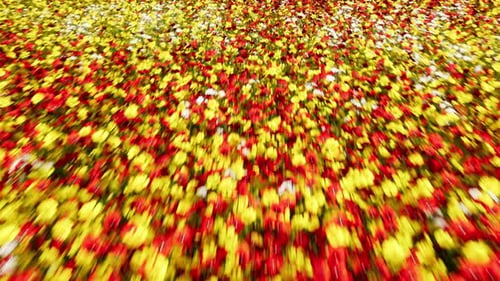 Flower Field
