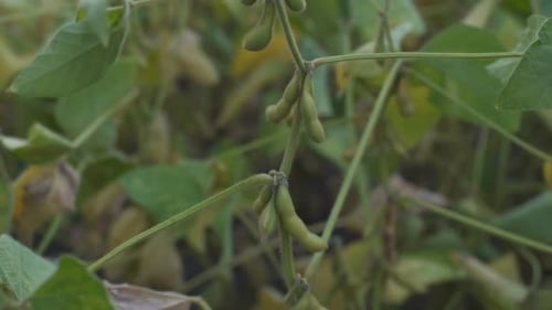 Macro Young Soybean Detail Cultivated Soybean Field