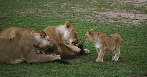 Lion d'Afrique, panthera leo, femelles et louveteau avec un tueur, un Wildebest, parc du Masai Mara au Kenya
