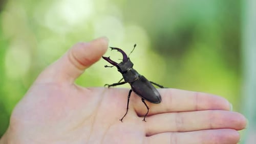 Stag Beetle Crawling on Hand in a Garden