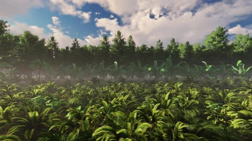 Lush Green Tropical Jungle Forest with Moving Clouds