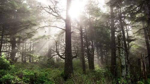 Zeitraffer der Lichtstrahlen durch den Nebel.