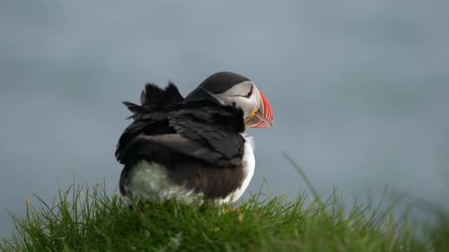 Wild Atlantic Puffin Seabird in the Auk Family in Iceland