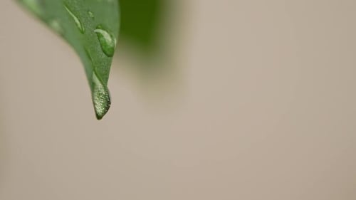 Macro Shot of Green Leaf with Water Droplets