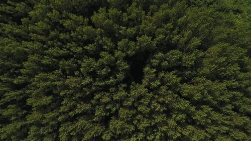 Forest Top View