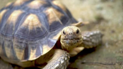 Sulcata tortoise turn the head