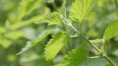 Feuilles d'ortie commune verte dans la nature, fond naturel, inclinaison lente, 4K 2160p, 30fps, UltraHD foo