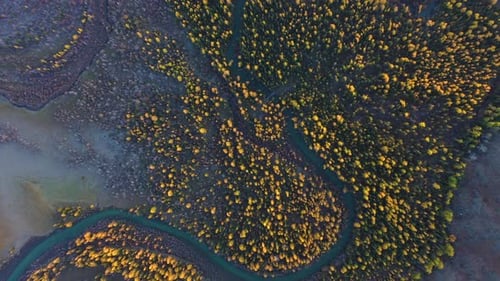 Yellow Larches and Chuya River in Autumn. Aerial View. Altai, Russia