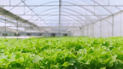 handheld green house vegetable growing in a hydroponic farm freshness and greenery healthy food