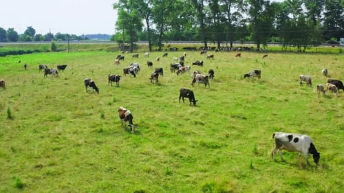 Cow Animal Field River Green Grass Milk Agriculture Trees Road