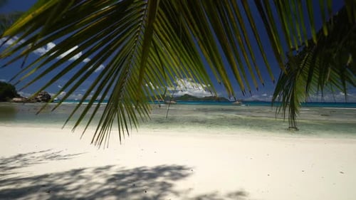 Palm Leaves on Sandy Beach
