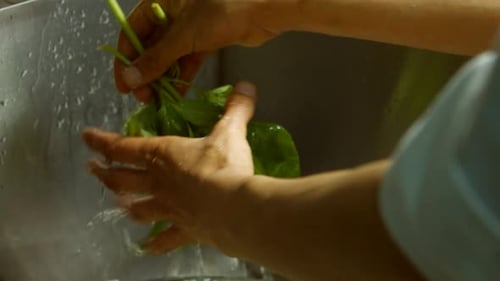 Hands Wash Fresh Basil in Sink