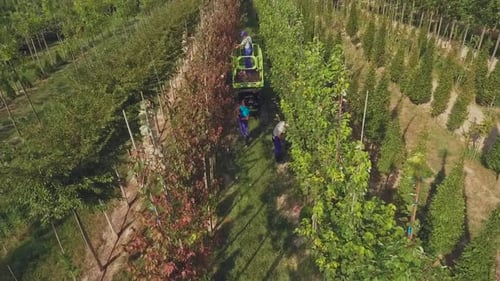 Several Workers Collect Havrest in the Garden