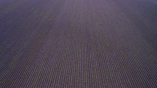 Aerial drone flight above large lavender field