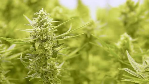 Close-Up View of Green Cannabis Plant