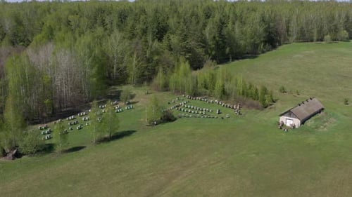 Summer Bee Apiary in the Forest