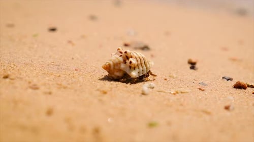 Hermit Crabs on the Seashore