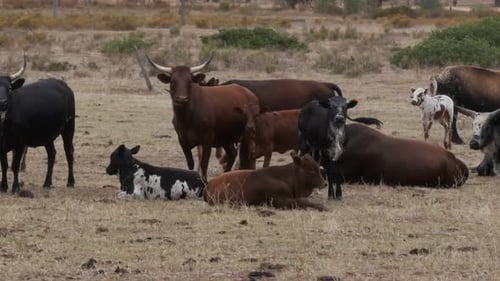 A herd of Nguni cattle with calves in the African bush. PANNING