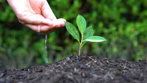 Foto em câmera lenta - mão dando água para a planta