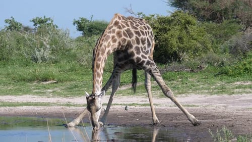 Giraffe drinking from a waterpool