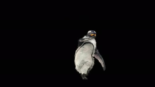 Penguin Dancing 4K