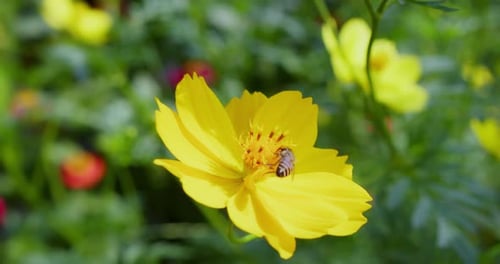 Flying Honey Bee Covered with Pollen Collecting Nectar From Yellow Sunflower Close Up