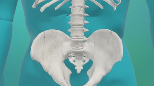 Medical 3D Animation of Human Pelvis and Lumbar Spine