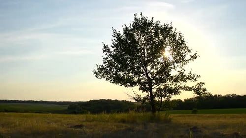 Paysage d'été avec soleil brillant à travers arbre solitaire