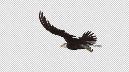 Bald Eagle - Gleitschleife - Rückenwinkel