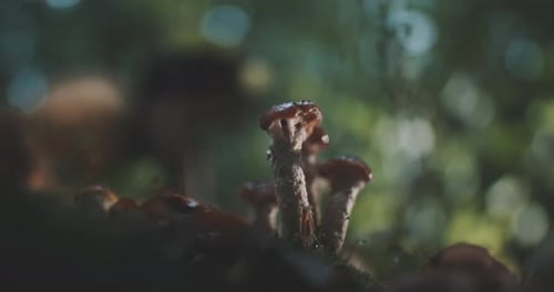 Close up of wild mushrooms and guy getting closer