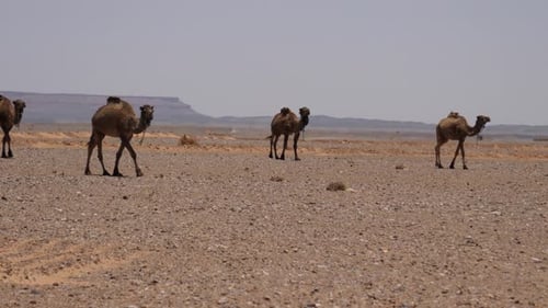 Manada de dromedarios que pasan por allí