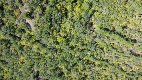 Top down view of green forest