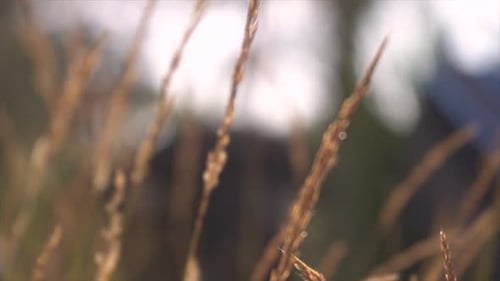 l'herbe se balance au ralenti. Un chien et la jambe d'une personne sont flous en arrière-plan