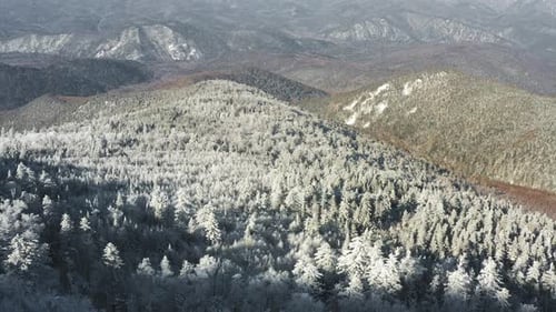 Winter Forest Nature Snow and Frost Covered Conifers Alpine Landscape