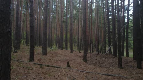 Densa floresta de coníferas