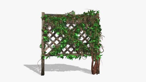 Grape Vines Blooming