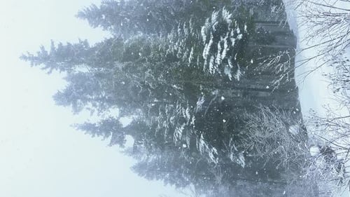 Fallender Schnee zwischen Kiefern bei starkem Schneefall im Winter Dichter Wald an kaltem Abend