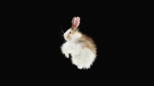 Realistic Fluffy Rabbit Jumping with Alpha Channel