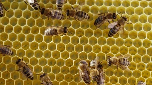 Bienenfamilie arbeitet an Honeycomb in Imkerei. Das Leben von Apis Mellifera in Hive. Konzept des Honigs
