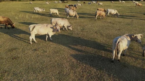 Cattle Grazing Peacefully in Rural Field