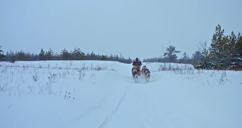 Dogs in a Team Run Quickly in the Snow a Man Musher Stands in a Sleigh