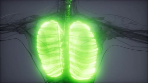 Glowing Lungs in Human Body: Medical Science Animation