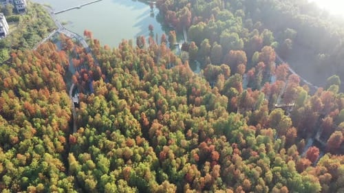 Wald im Herbst