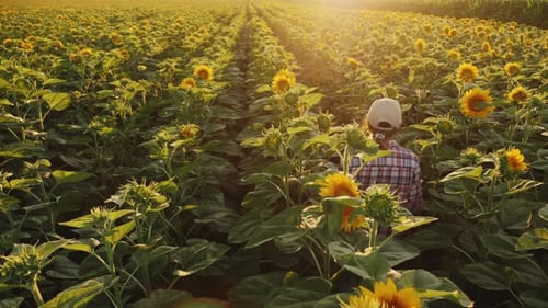 Farmer Walks Through a Blooming Sunflower Field