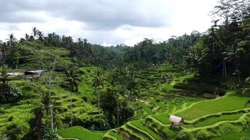 Amazing Tegalalang Rice Terrace in Bali Indonesia
